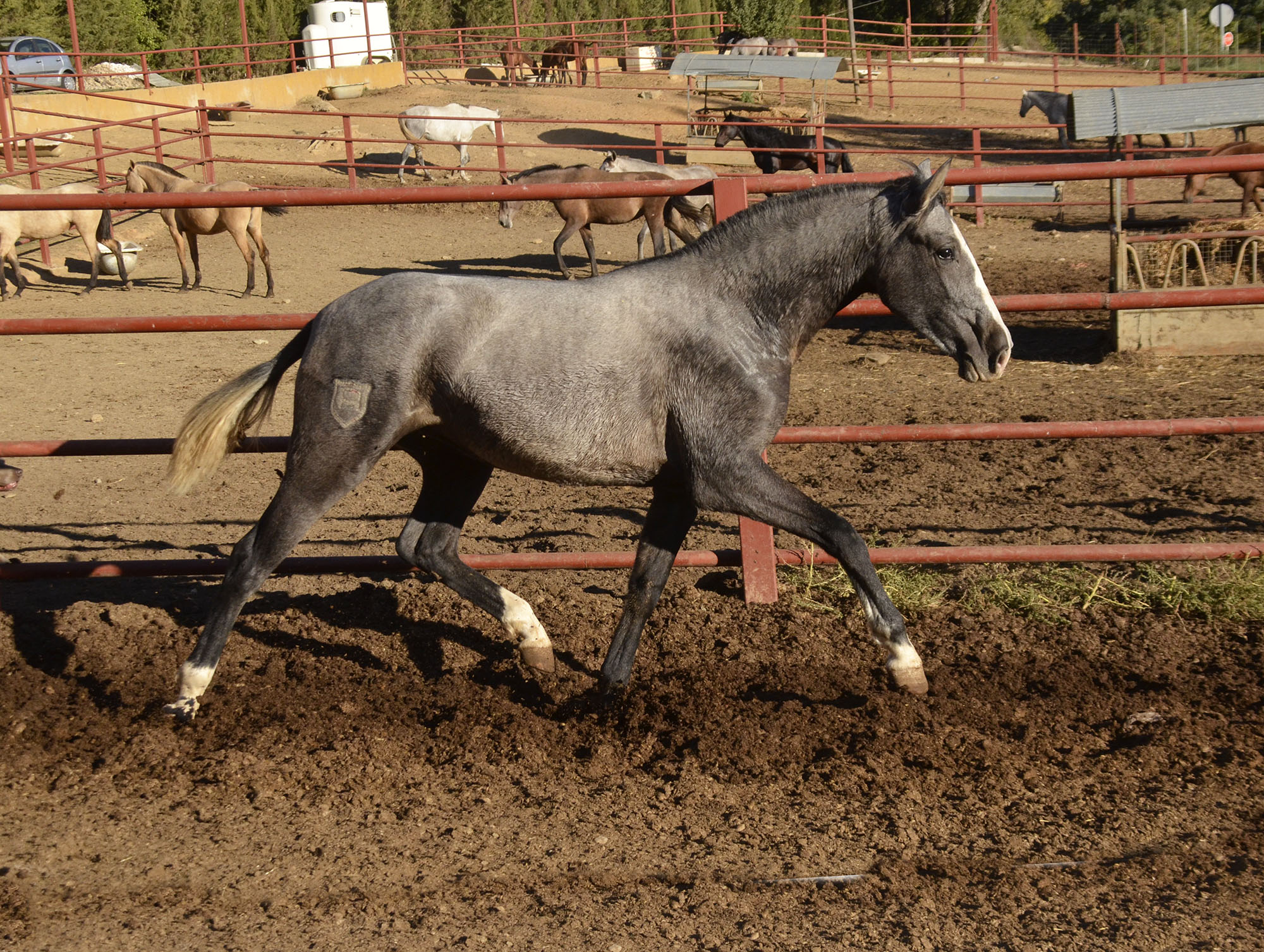 Caballo en Venta